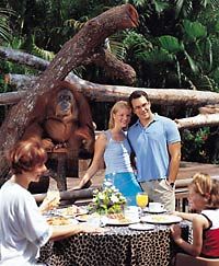 Petit-déjeuner avec les Orang-outangs