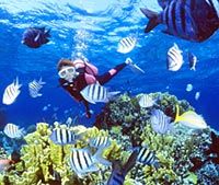 Une plongée dans un récif de corail coloré associé avec le poisson, Nassau