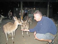 Un contact direct avec les kangourous au Zoo de Cairns