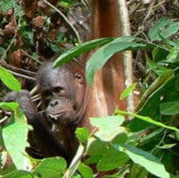sandakan-sepilok-orang-utan-rehabilitation-center-full-day-trip-from-in-sabah-1