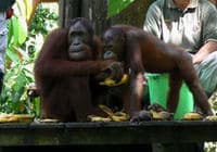 Les Orang-outans au centre de réadaptation de Sepilk, Sabah et Sarawak