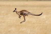 Les kangourous sauvages de l'Australie, Melbourne