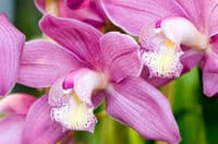 Une des belles orchidées de Singapour