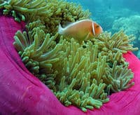 Une visite de visualisation du corail en semi-submersible, Cairns