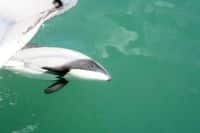 Des dauphins héctor à Akaroa, Christchurch