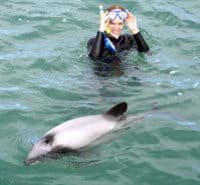 Une baignade avec les dauphins, Christchurch