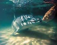 Une alimentation de dauphin à Tangalooma Resort Moreton