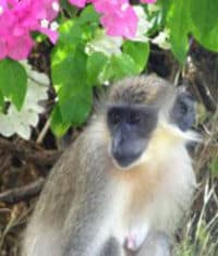 Les singes à la réserve de la faune et flore de la Barbade