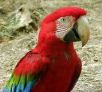 touch-of-barbados-splendor-and-wildlife-reserve-tour-in-barbados-2