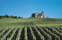 Un champ de vignobles dans la région de Champagne