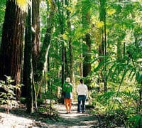 Une promenade dans la forêt tropicale de Fraser Island, Gold Coast