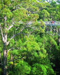 Une promenade à Tree Top Walk, Perth