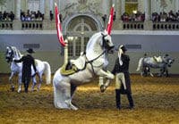 Equitation à Vienne