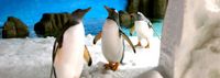 Des pingouins dans l'Aquarium de Melbourne
