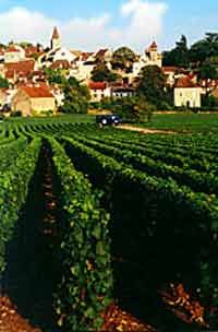 Le vignoble de Dijon