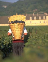 La récolte de raisins du vignoble de Dijon