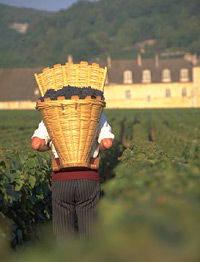 wine-tasting-cote-de-nuits-region-with-two-cellar-visits-in-dijon-1