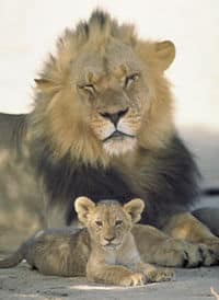 Le grand lion et son petit au parc national Kruger, Johannesbourg