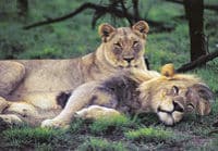 Les lions dans le parc national de Pilansberg, Afrique du Sud 