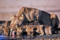 Lionne et ses petits au parc national Kruger