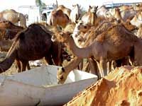 Le plus grand marché de chameaux des EAU, Dubaï