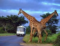 Une observation des girafes dans la réserve d'Aquila Game