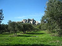 Un champ d'oliviers dans Les Beaux de Provence, France