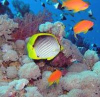 Découverte des récifs coralliens et de la faune marine à Charm el Cheikh