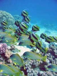 Une plongée avec des poissons colorés dans l'île de Tiran