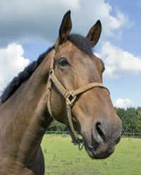 Un cheval au ranch "Le cheval noir", Grande Canarie