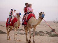 Tour en chameau du désert de Dubaï