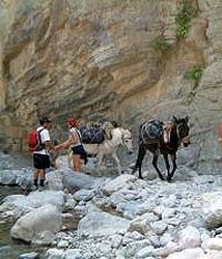 Visite d'une journée entière à cheval dans la forêt nationale prisée de la Crète, Grèce