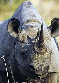 Un des rhinocéros de Hluhluwe Game Reserve, Durban