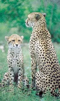 Les léopards de la Hlulluwe Game Reserve, Durban