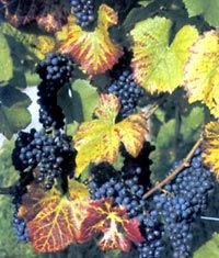 Une visite à travers les vignobles d'Orange à Châteauneuf-du-Pape