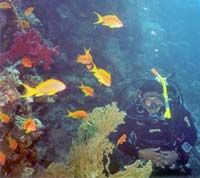 Plongée libre en mer Rouge, Hurghada