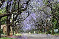 La belle Jacaranda, Pretoria