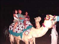 A dos de chameau à Oman