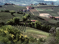 Les champs de vignoble à Piémont, Turin