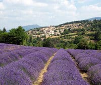 Un magnifique champ de lavande à Provence