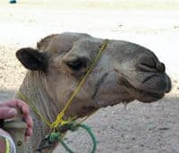 Le chameau est un animal bien adapté à la dure déserts égyptiens
