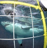 Plongée sous-marine avec les grands requins blancs, Le Cap