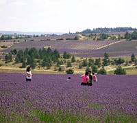 La belle couleur violette des lavandes parfumés en Avignon