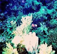 Le monde sous-marin de la mer Rouge, Hurghada