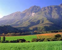 Un paysage pittoresque de champ de vignoble à Stellenbosch, Le Cap