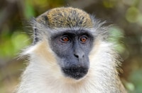 Le singe de Barbade