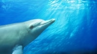 Le dauphin sauvage à Rockingham