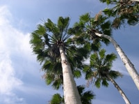 Les palmiers qui montent à l'assaut des cieux