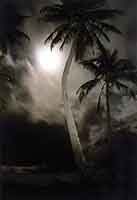 Hiengène - palmiers sous la lune