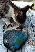 coup de peche à Lifou - le chat apprécie le poisson calédonien